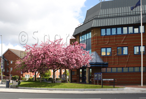 Flowering Cherry at the police station