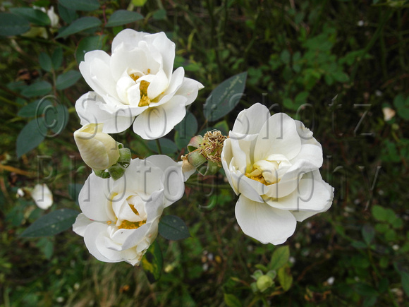 Last roses of summer, English Garden, Danson Park, Bexley.