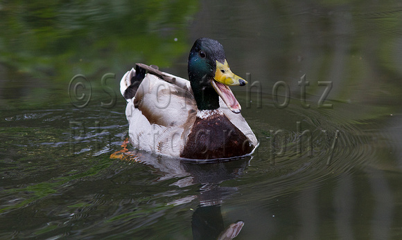 Quackers the happy duck