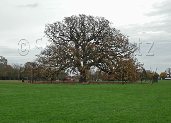 The Charter Oak, Danson Park, Bexley.