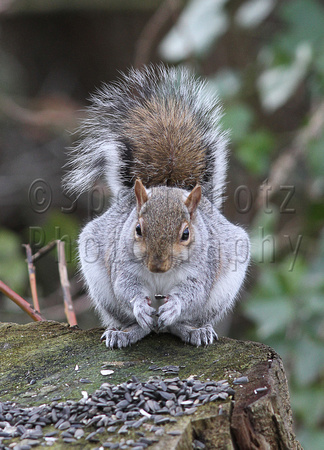 Sciurus carolinensis, grey squirrel