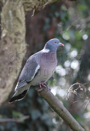 Woodpigeon or Ringed Dove (Columba palumbus)