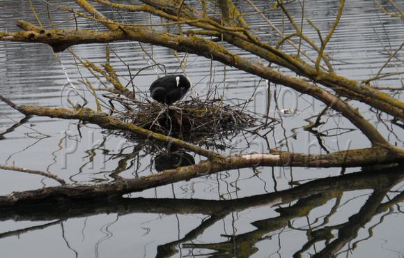 Nesting coot on Brooklands Lakes